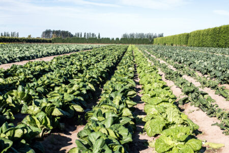 Reid Produce Co works with a range of quality growers across the Hawkes Bay
