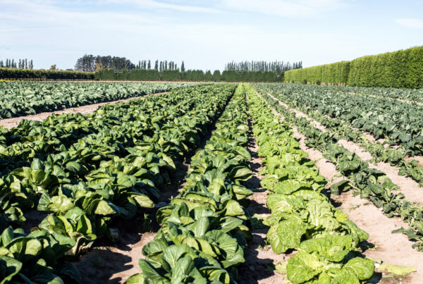 Reid Produce Co works with a range of quality growers across the Hawkes Bay