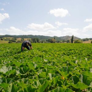 Reid Produce Co Kabocha Squash Grower New Zealand
