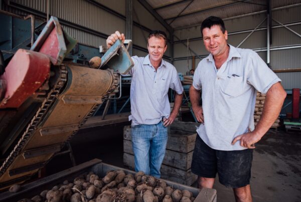 Two people standing beside a potato sorting conveyor inside a processing shed, with crates of potatoes in front of them.