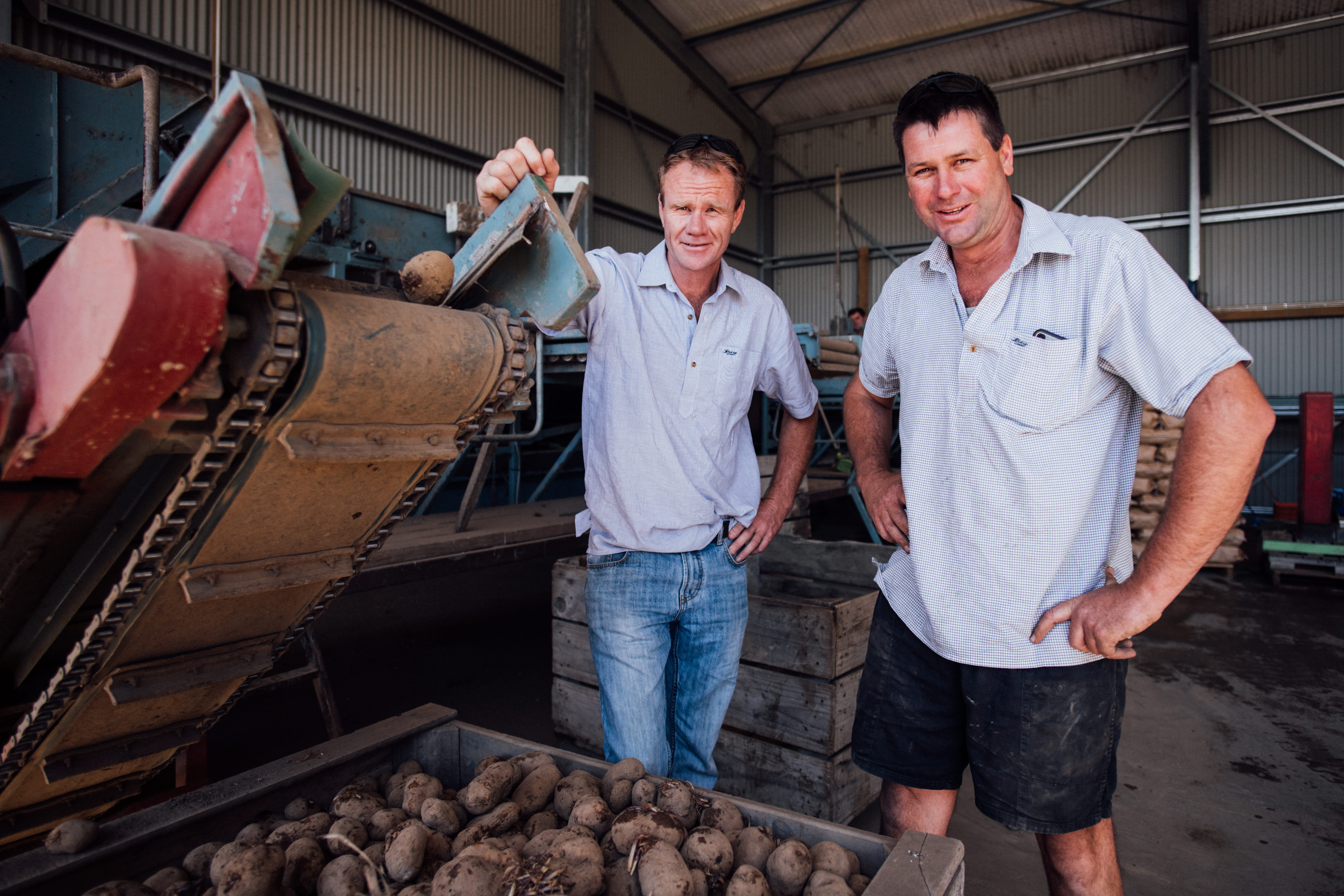 Two people standing beside a potato sorting conveyor inside a processing shed, with crates of potatoes in front of them.