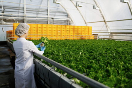 Food quality technician inspecting freshly harvested leafy greens during processing in a commercial horticulture facility.