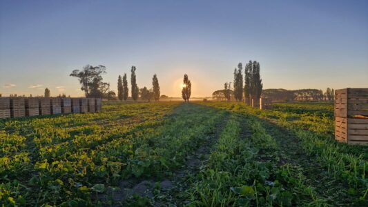 RPC Field Tree Scape - 霍克斯湾景观